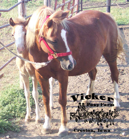 Spring 2005 Colt #2