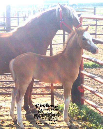 Spring 2005 Colt #3