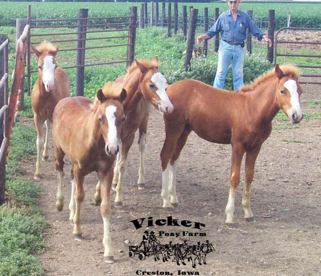 Spring 2005 Colt #5