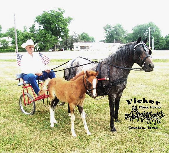 Frolly and colt hitched to a cart.