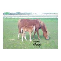 Patches2006-010.jpg
