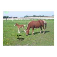 Peach2006-006.jpg