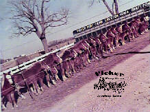 Early photo of the herd on a picket line.