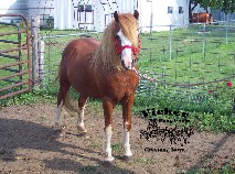 Vic's Rhett Frontier